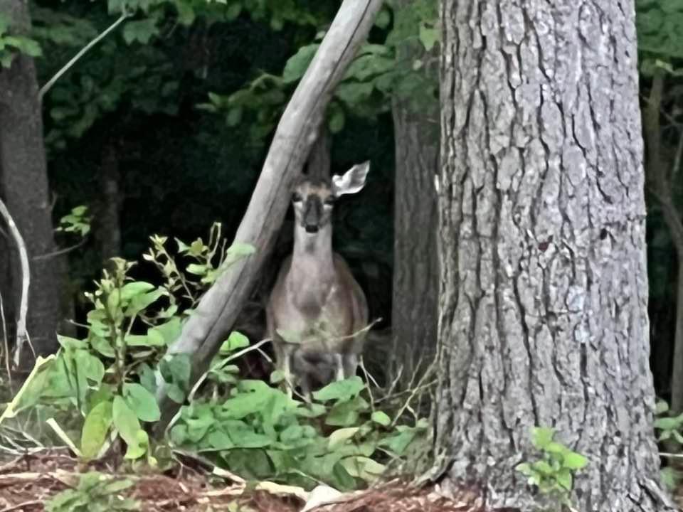 Nursing Home Quality of Care