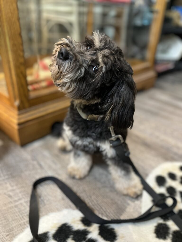 Beneficiary Who Accepted Inheritance Will Could Not Bring Action