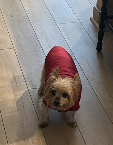 Petition for Appointment of Emergency guardian